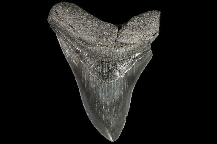 Serrated, Fossil Megalodon Tooth - Georgia #109348